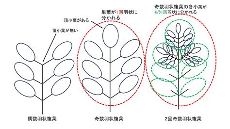 三出複葉植物|葉の形について（その1）